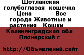 Шотланская голубоглазая  кошечка › Цена ­ 5 000 - Все города Животные и растения » Кошки   . Калининградская обл.,Пионерский г.